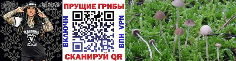 гидра как зайти Нюрба Псилоцибиновые грибы Cubensis